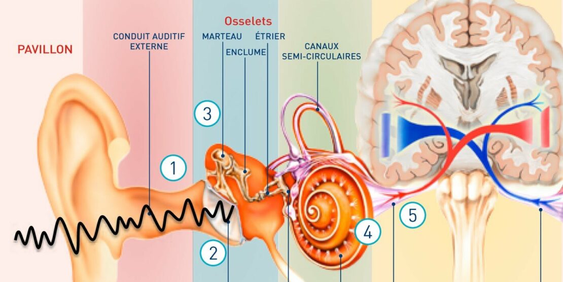 L&rsquo;oreille humaine: comment ça fonctionne?