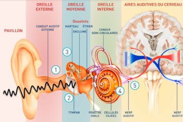 L&rsquo;oreille humaine: comment ça fonctionne?
